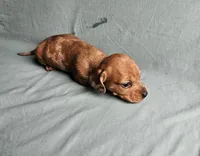 Bella, a female Miniature Dachshund for sale in Beebe, AR – Photo 4 of 9