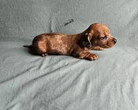 Bella, a female Miniature Dachshund for sale in Beebe, AR – Photo 5 of 9