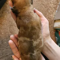 Bella, a female Miniature Dachshund for sale in Beebe, AR – Photo 7 of 9