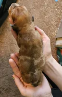 Bella, a female Miniature Dachshund for sale in Beebe, AR – Photo 2 of 4