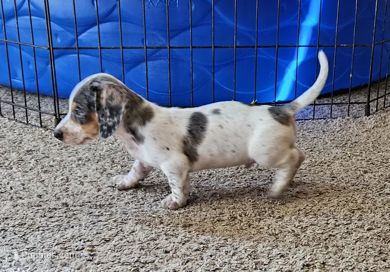 Carter – Miniature Dachshund puppy for sale in Beebe, AR