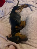 Bandit, a male Miniature Dachshund for sale in Beebe, AR – 4 of 6
