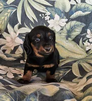 Phiala, a female Miniature Dachshund for sale in Beebe, AR – 3 of 5