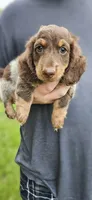 Enzo, a male Miniature Dachshund for sale in Beebe, AR – 3 of 7