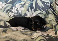 Pheobe, a female Miniature Dachshund for sale in Beebe, AR – 3 of 5