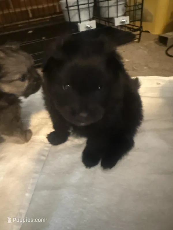 “Wilbur” – Pomeranian puppy for sale in Hickory, NC