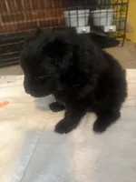 “Wilbur”, a male Pomeranian for sale in Hickory, NC – Photo 8 of 8