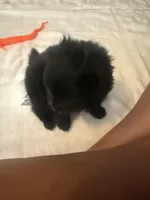 “Wilbur”, a male Pomeranian for sale in Hickory, NC – Photo 7 of 8