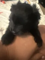 “Wilbur”, a male Pomeranian for sale in Hickory, NC – Photo 5 of 8