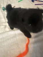 “Wilbur”, a male Pomeranian for sale in Hickory, NC – Photo 6 of 8