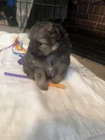 “Truffles”, a female Pomeranian for sale in Hickory, NC – Photo 6 of 7