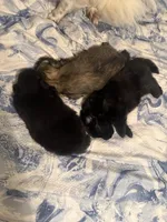 “Truffles”, a female Pomeranian for sale in Hickory, NC – Photo 7 of 7