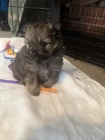 “Truffles”, a female Pomeranian for sale in Hickory, NC – Photo 5 of 7