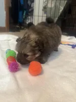 “Truffles”, a female Pomeranian for sale in Hickory, NC – Photo 3 of 7