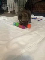 “Truffles”, a female Pomeranian for sale in Hickory, NC – Photo 4 of 7