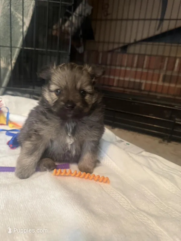 “Truffles” – Pomeranian puppy for sale in Hickory, NC