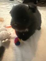 “Jane”, a female Pomeranian for sale in Hickory, NC – Photo 7 of 8