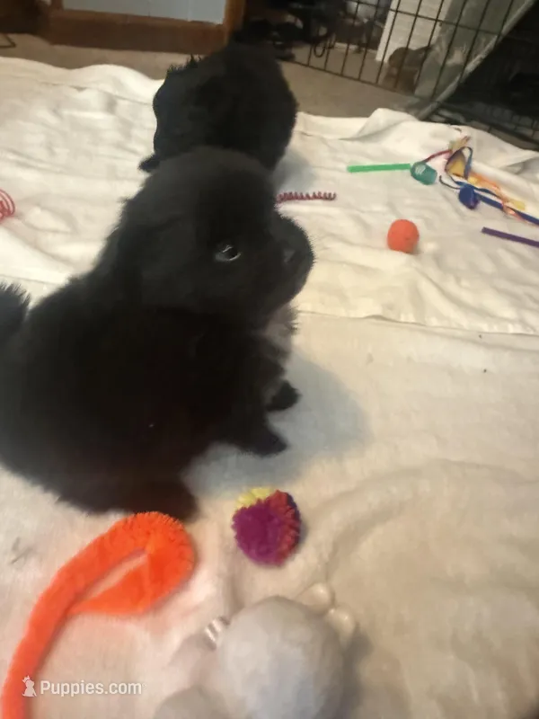 “Jane” – Pomeranian puppy for sale in Hickory, NC