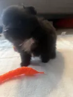 “Jane”, a female Pomeranian for sale in Hickory, NC – Photo 8 of 8