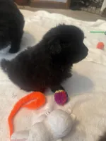 “Jane”, a female Pomeranian for sale in Hickory, NC – Photo 6 of 8