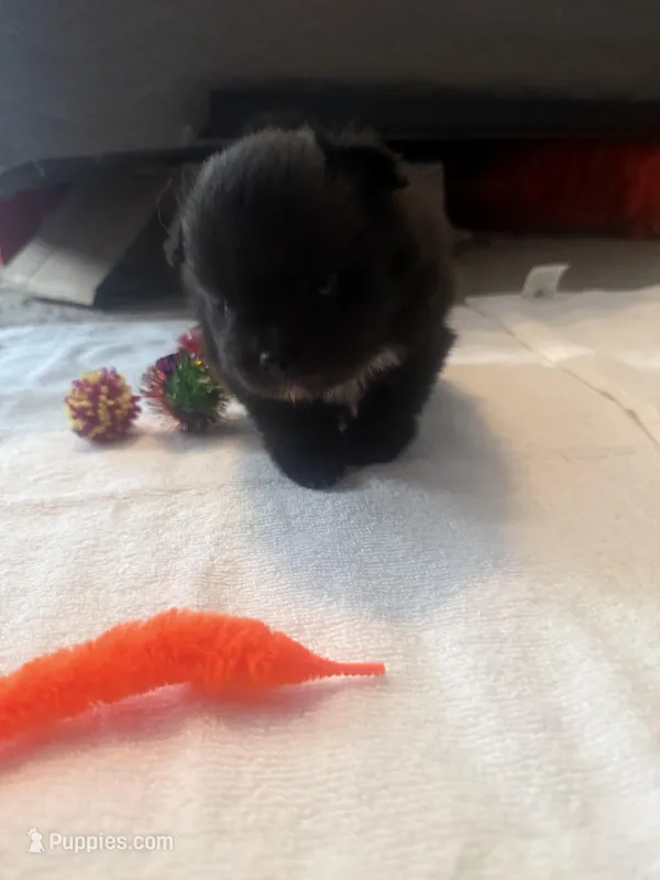 “Jane” – Pomeranian puppy for sale in Hickory, NC