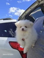princess, a female Pomeranian for sale in Windsor Mill, MD – 3 of 3