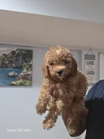 Kira, a female Poodle - Toy  for sale in Windsor Mill, MD – 3 of 3