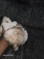 Junior, a male Bichon Frise for sale in Windsor Mill, MD – 2 of 5