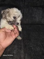 Junior, a male Bichon Frise for sale in Windsor Mill, MD – 3 of 5
