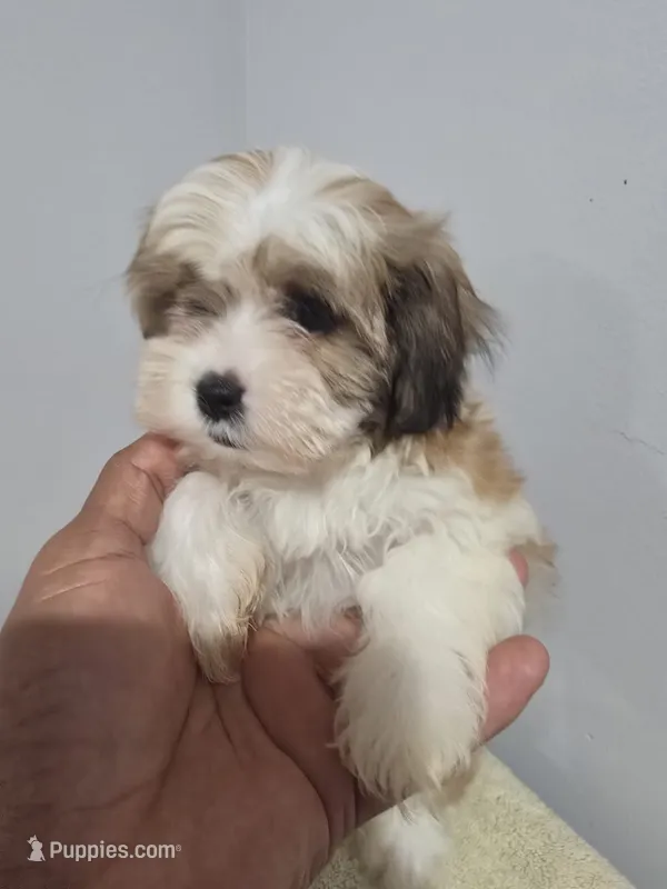 Lana – Shih Tzu puppy for sale in Windsor Mill, MD