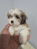 Lana, a female Shih Tzu for sale in Windsor Mill, MD – 1 of 4