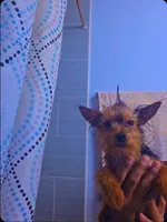 Niño, a male Yorkshire Terrier for sale in Windsor Mill, MD – 4 of 7