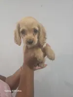 Lady, a female English Cocker Spaniel for sale in Windsor Mill, MD – 3 of 3