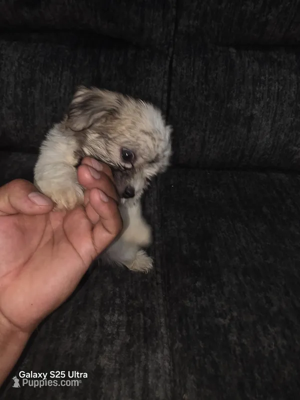 Junior – Bichon Frise puppy for sale in Windsor Mill, MD