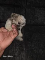 Junior, a male Bichon Frise for sale in Windsor Mill, MD – 1 of 5