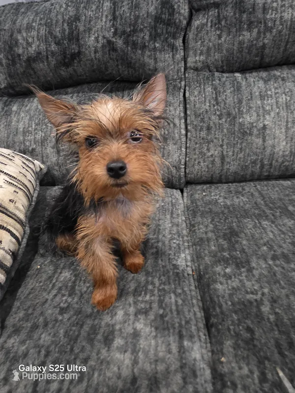 Niño – Yorkshire Terrier puppy for sale in Windsor Mill, MD