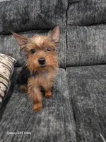Niño, a male Yorkshire Terrier for sale in Windsor Mill, MD – 1 of 7