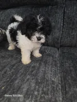 Mimi, a female Bichon Frise for sale in Windsor Mill, MD – 2 of 4