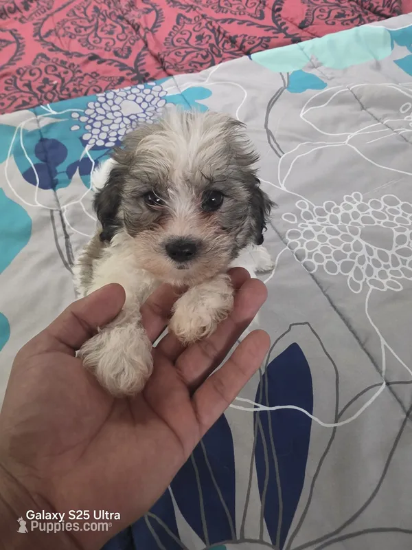 Kira – Bichon Frise, Shih Tzu puppy for sale in Windsor Mill, MD