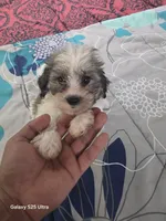 Kira, a female Bichon Frise and Shih Tzu for sale in Windsor Mill, MD – 1 of 3