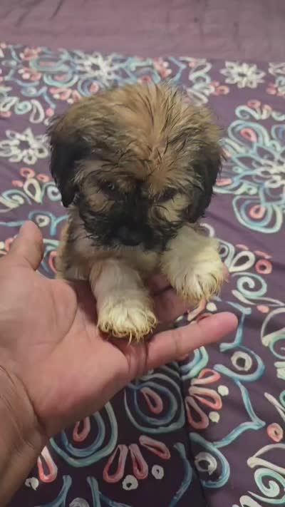 Nene, a male Cocker Spaniel for sale in Windsor Mill, MD – 2 of 2