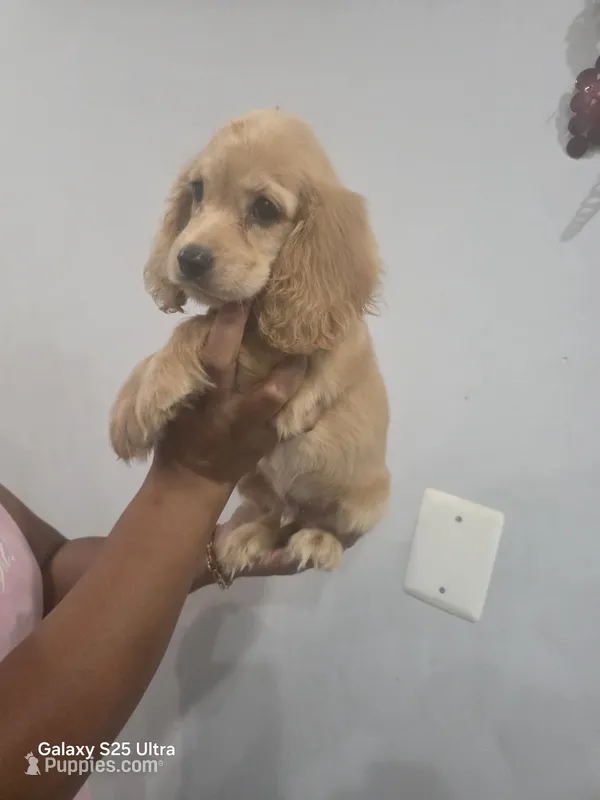 Skay – English Cocker Spaniel puppy for sale in Windsor Mill, MD