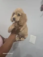 Skay, a male English Cocker Spaniel for sale in Windsor Mill, MD – 1 of 3