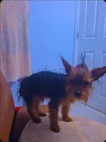 Niño, a male Yorkshire Terrier for sale in Windsor Mill, MD – 6 of 7