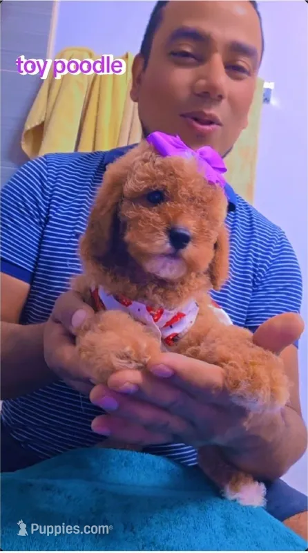 Kira – Poodle - Toy  puppy for sale in Windsor Mill, MD