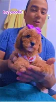 Kira, a female Poodle - Toy  for sale in Windsor Mill, MD – 1 of 3