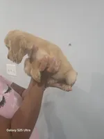Lady, a female English Cocker Spaniel for sale in Windsor Mill, MD – 2 of 3