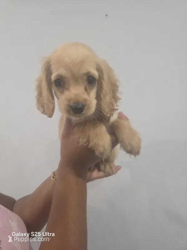 Roy – English Cocker Spaniel puppy for sale in Windsor Mill, MD