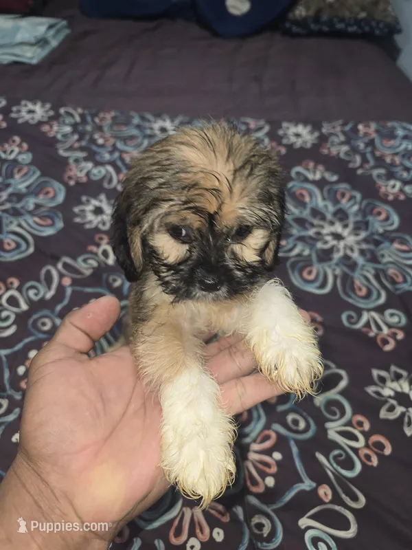 Nene – Cocker Spaniel puppy for sale in Windsor Mill, MD