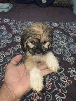 Nene, a male Cocker Spaniel for sale in Windsor Mill, MD – 1 of 2